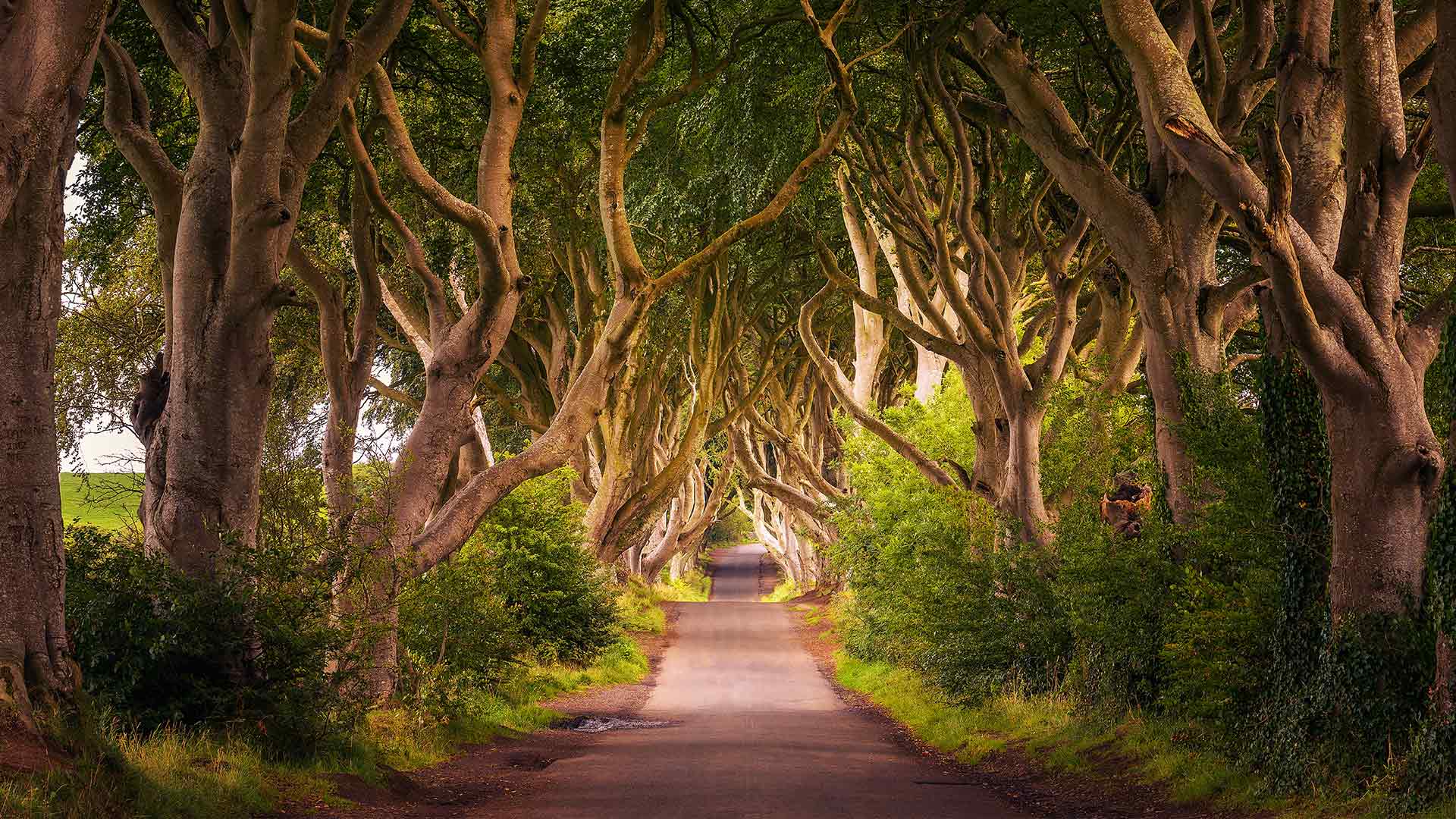 the dark hedges in northern ireland at sunset